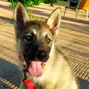 transporte de perros sin jaula